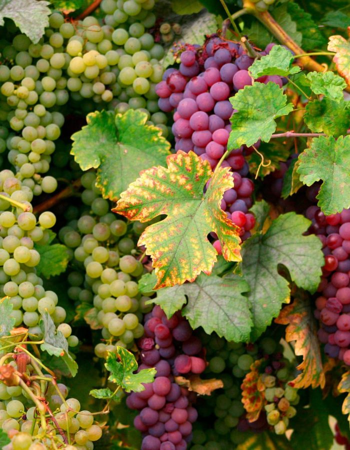 wine-g7b913cdbd_1920.jpg